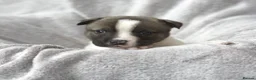 Mixed Breed dogs for sale: F1 American Bulldog x American Akita Puppies in London - Advert 12