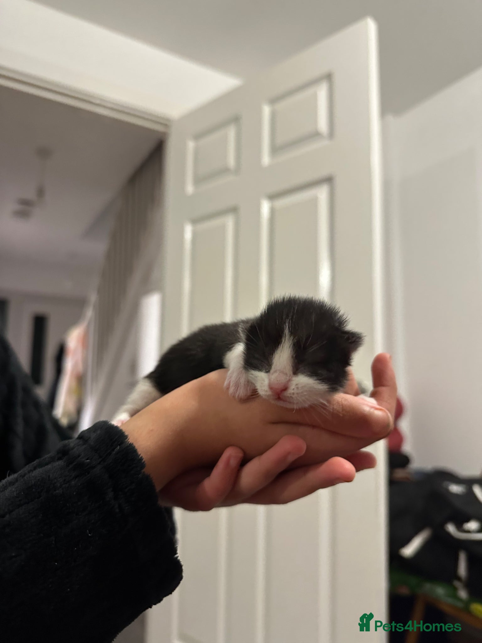 Mixed Breed cats small kittens for sale. - Advert 1