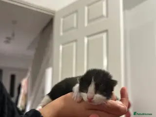 Mixed Breed cats small kittens for sale. - Advert 1