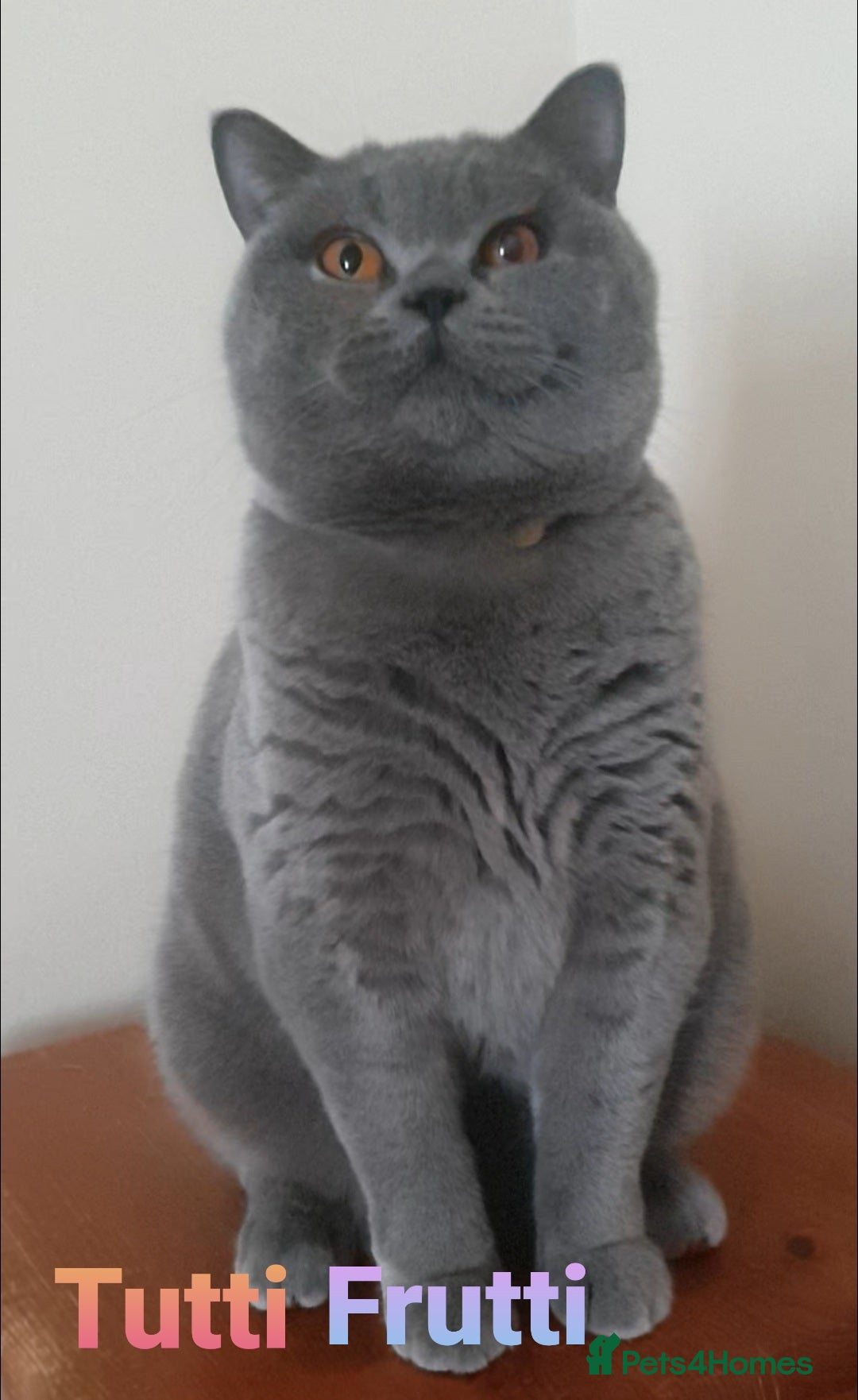 British Shorthair cats for sale: Closing of BSH cattery, 50% discount  - Advert 3