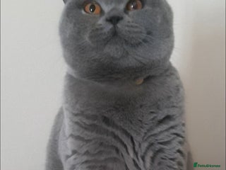 British Shorthair cats for sale: Closing of BSH cattery, 50% discount - Advert 1