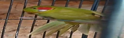 Parakeets birds for sale: Kakariki hen Cinnamon kakariki girl  - Advert 3