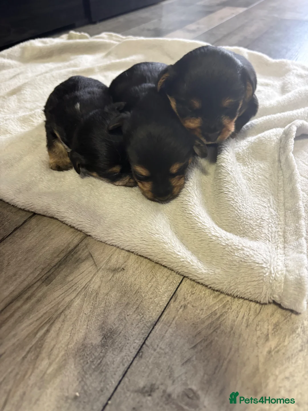 Mixed Breed dogs for sale: Jorkie pups for sale  - Advert 21