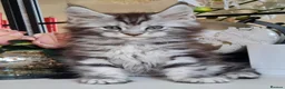 Maine Coon cats for sale: GCCF REGISTERED MAINE COON KITTENS - Advert 5