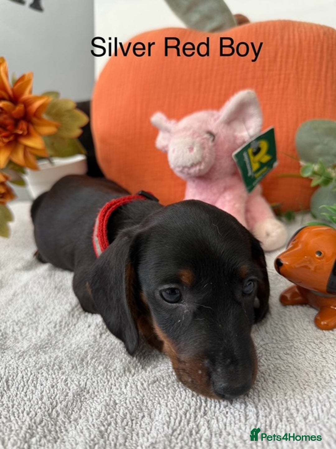 Miniature Dachshund dogs for sale: stunning litter of dachshunds - Image 13
