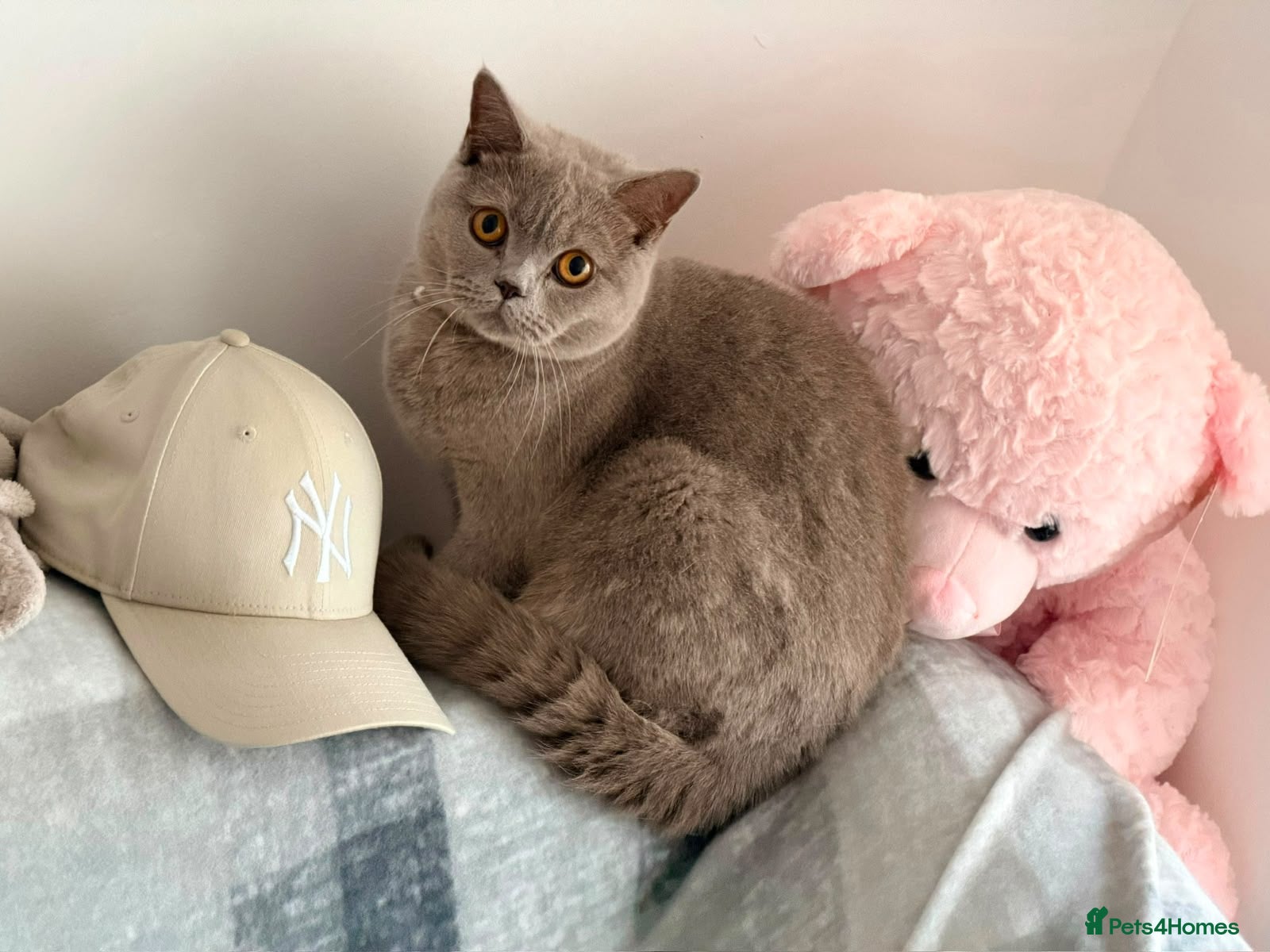 British Shorthair cats Lilac Female British Shorthair - Advert 1
