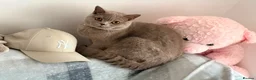 British Shorthair cats for sale: Lilac Female British Shorthair in Solihull - Advert 1