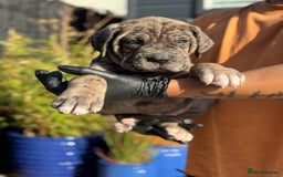 Mixed Breed dogs for sale: Last Four Mastiff pups available  - Image 26