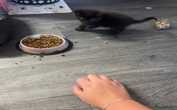 Mixed Breed cats for sale: 1 male still available  in Witney - Image 25