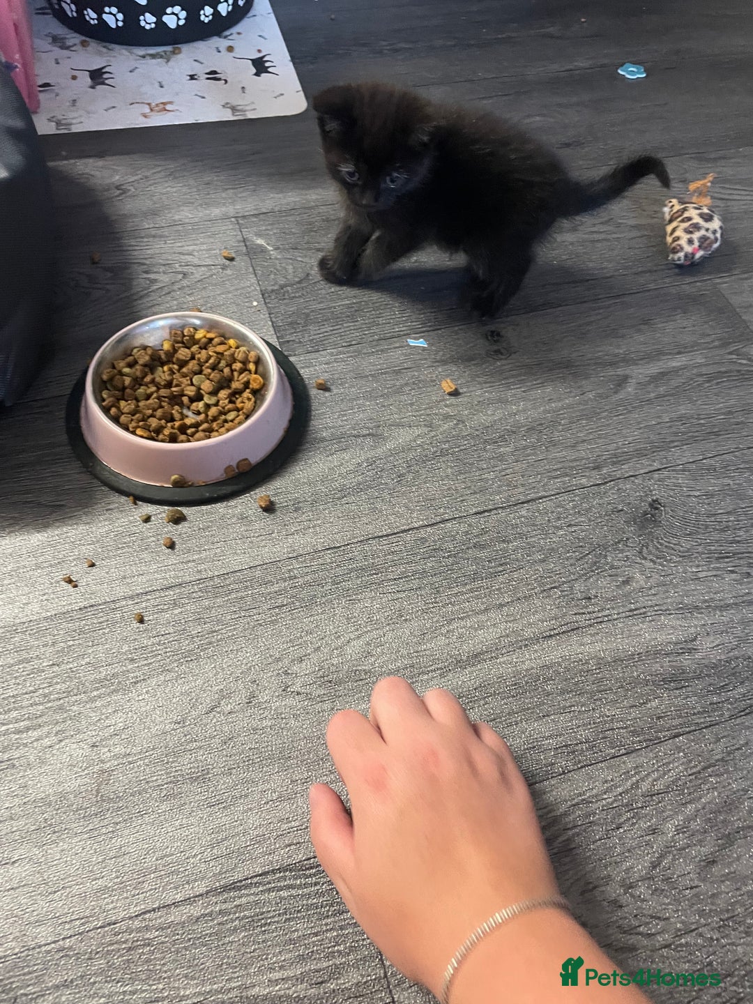 Mixed Breed cats for sale: 1 male still available  in Witney - Image 25