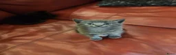 Mixed Breed cats for sale: Lovely 2 little ones  in Colchester - Advert 21