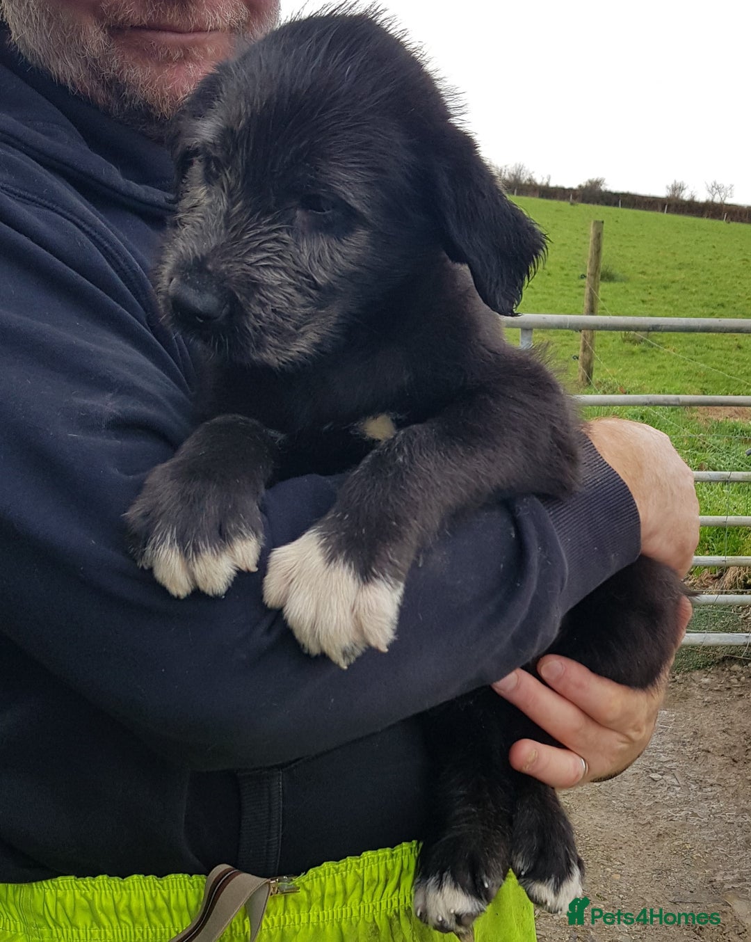 Irish Wolfhound dogs for sale: Irish Wolfhound Pups - Advert 2