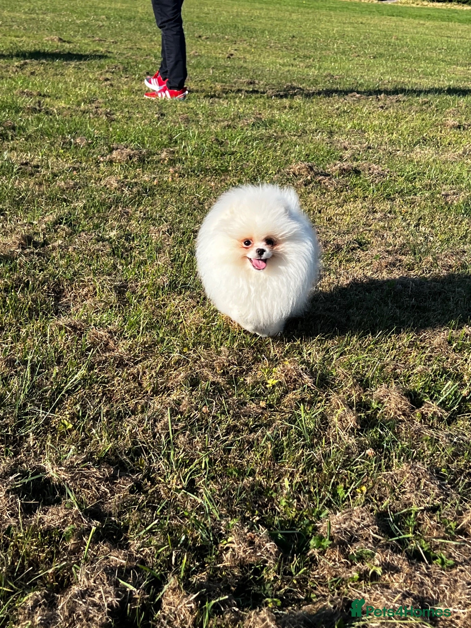 Pomeranian dogs  Fully vacinated  Luxury White Pomeranian Puppies  - Advert 3
