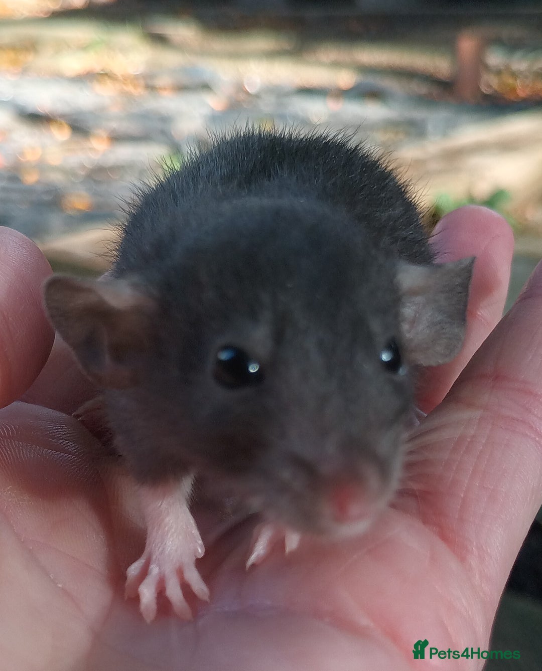 Rat rodents for sale: Baby rats - standard and dwarf  - Image 3