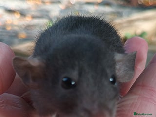 Rat rodents Baby rats - standard and dwarf - Advert 20