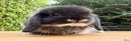 Mini Lop rabbits for sale: Beautiful Black Otter Mini Lop - Advert 3