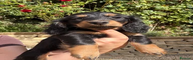 Miniature Dachshund 4
