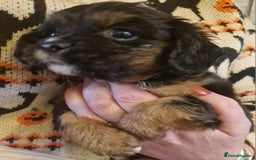 Cavalier King Charles Spaniel dogs for sale: KC Cavalier King Charles ÐNA tested parents  - Image 3