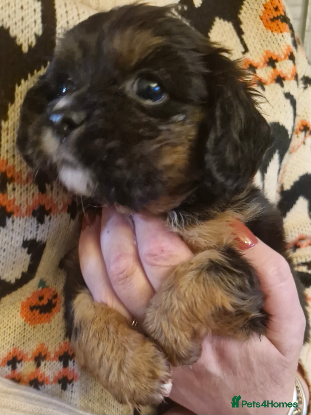 Cavalier King Charles Spaniel dogs for sale: KC Cavalier King Charles ÐNA tested parents  - Image 3
