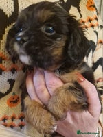 Cavalier King Charles Spaniel dogs - Advert 16