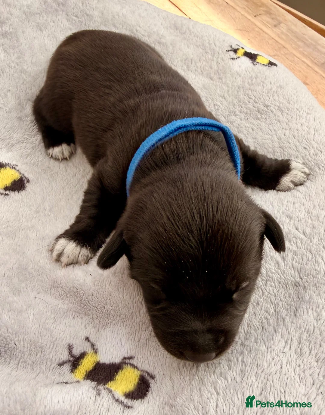 Mixed Breed dogs for sale: 🐾 POMSKY X MINIATURE DACHSHUND PUPPIES  🐾 - Advert 35