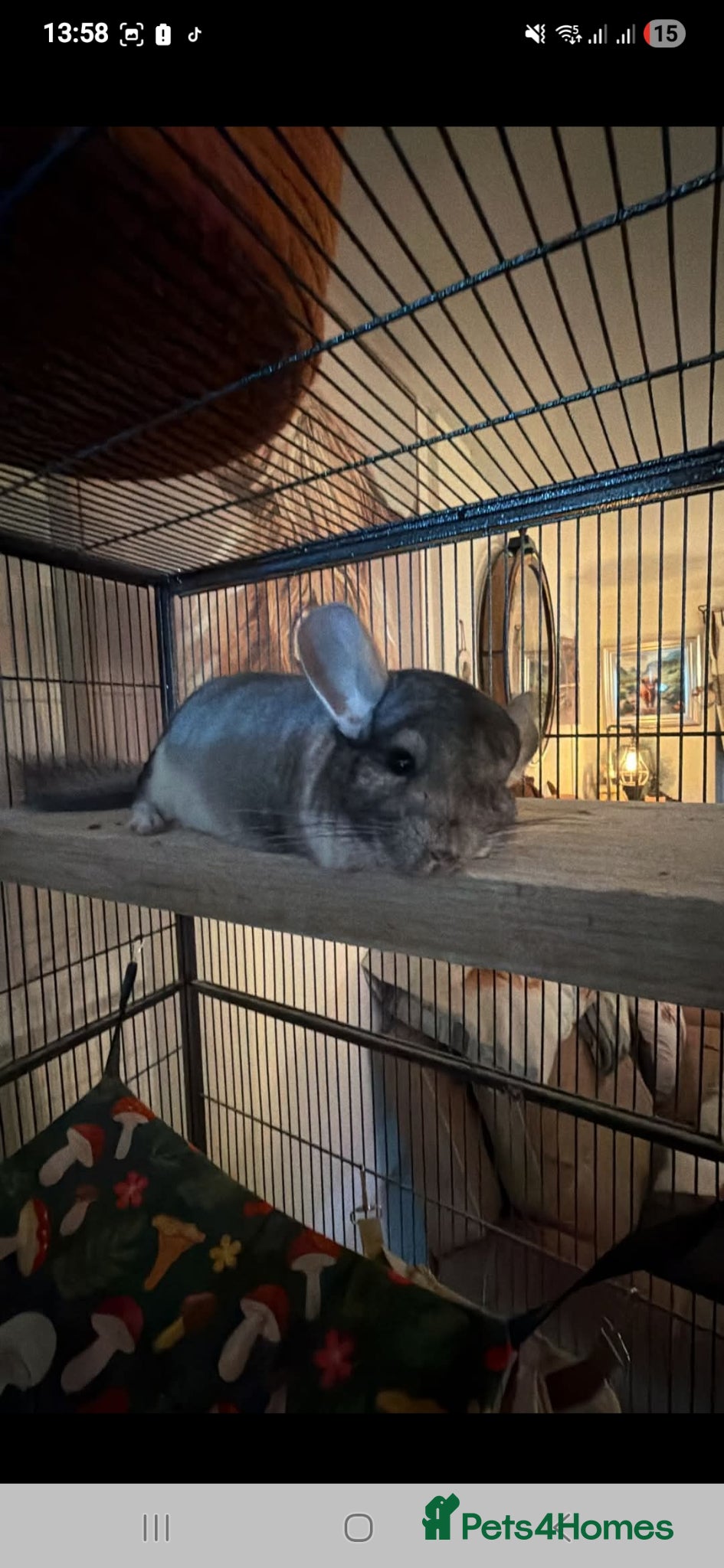 Chinchilla rodents Fully bonded pair of chinchillas boys rescue - Advert 1