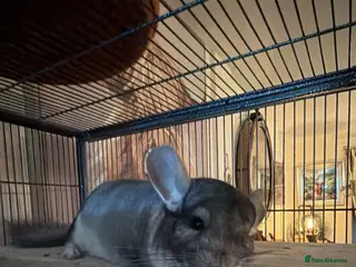 Chinchilla rodents Fully bonded pair of chinchillas boys rescue - Advert 1