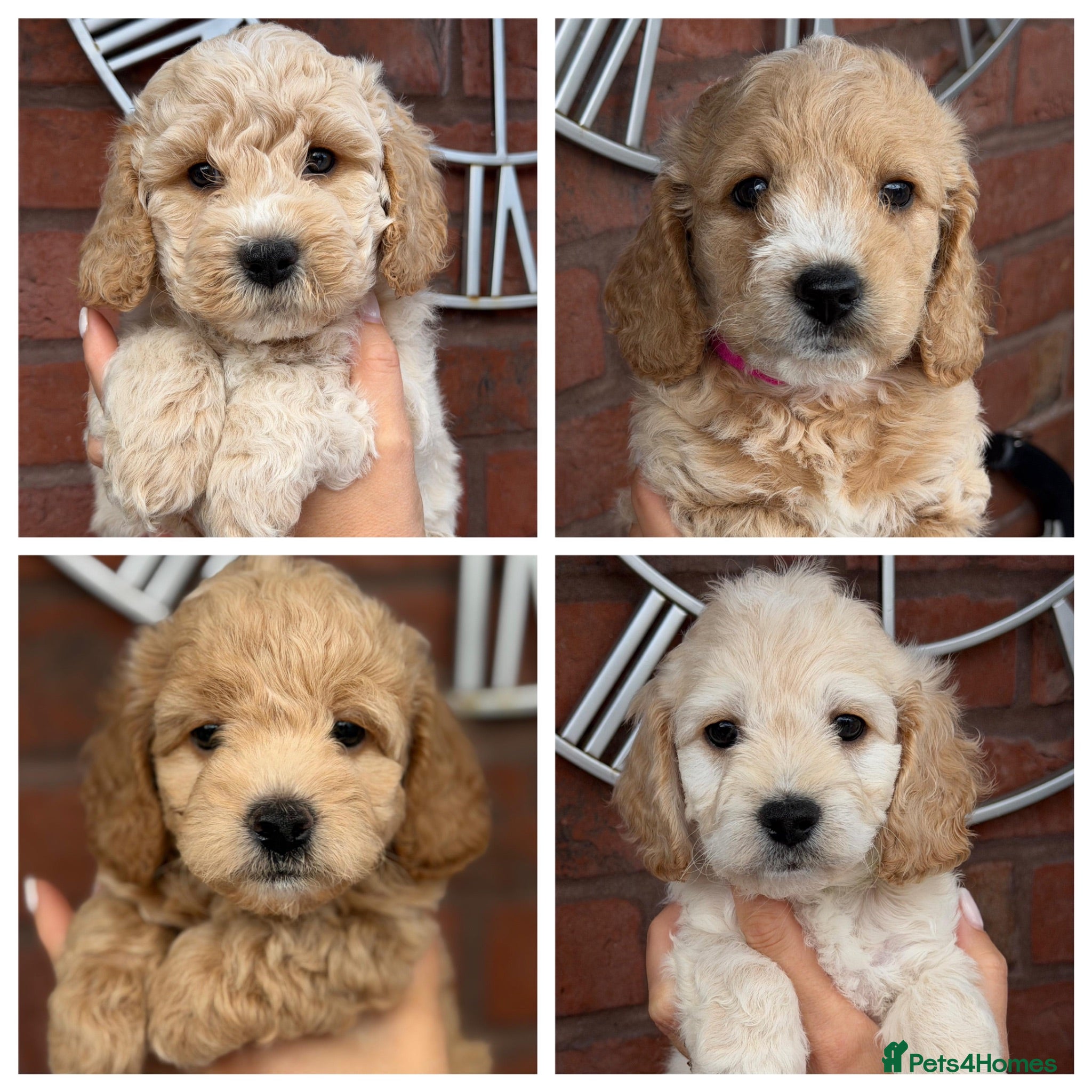 Cavapoochon dogs Lovely puppies looking for good home  - Advert 4