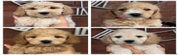 Cavapoochon dogs for sale: Lovely puppies looking for good home  - Advert 1