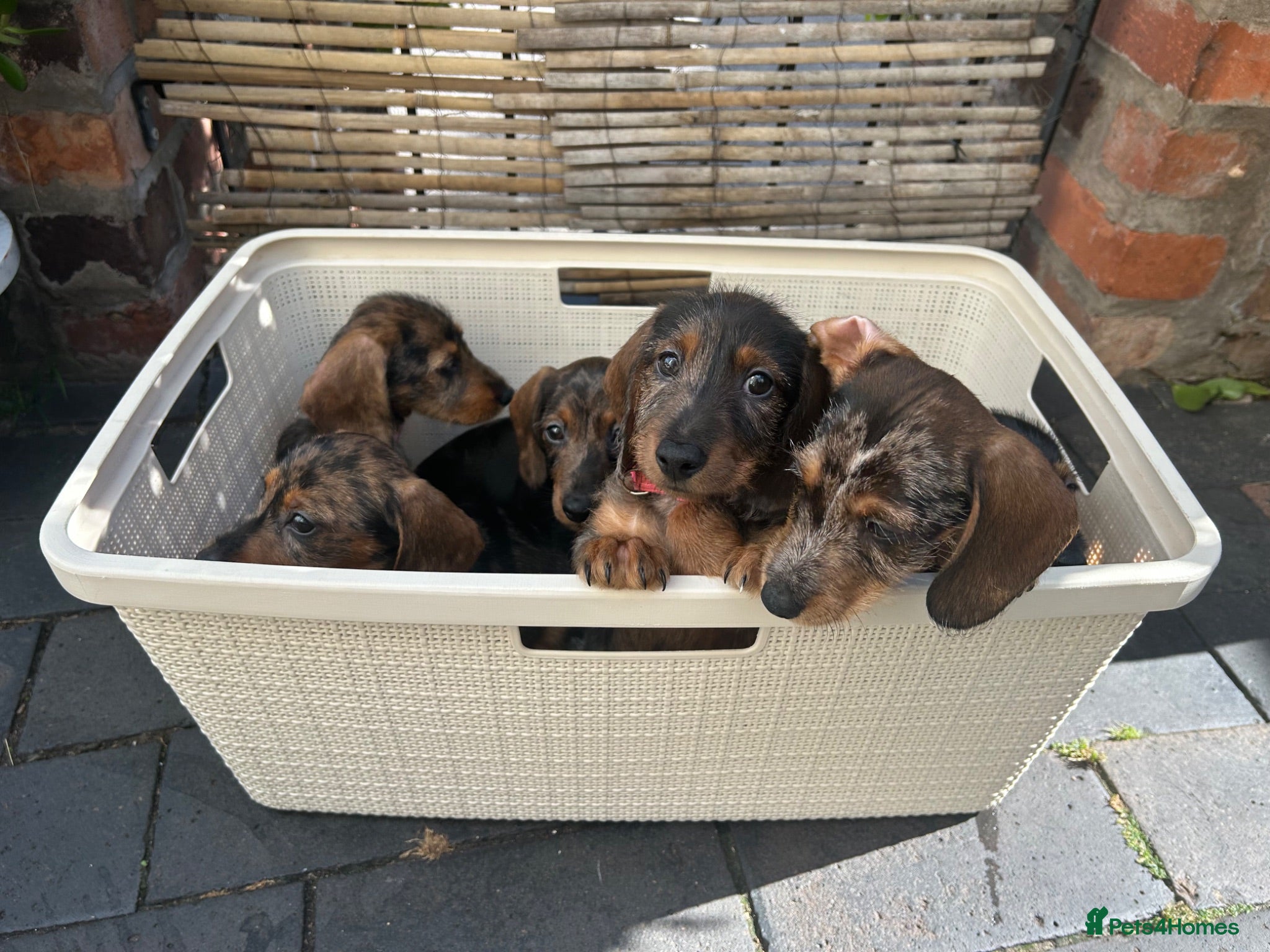 Miniature Dachshund dogs Miniature smooth hair x wire hair  - Advert 4