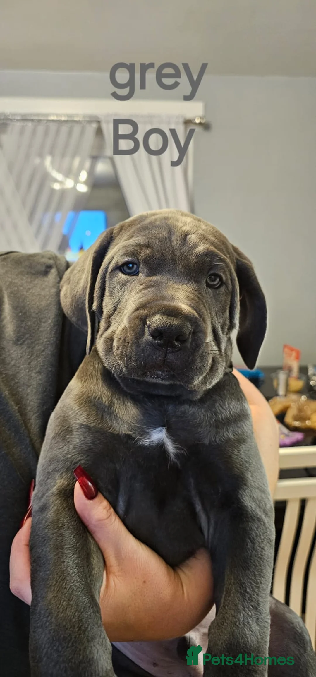 Cane Corso dogs for sale: Purebreed Cane Corso  - Advert 5
