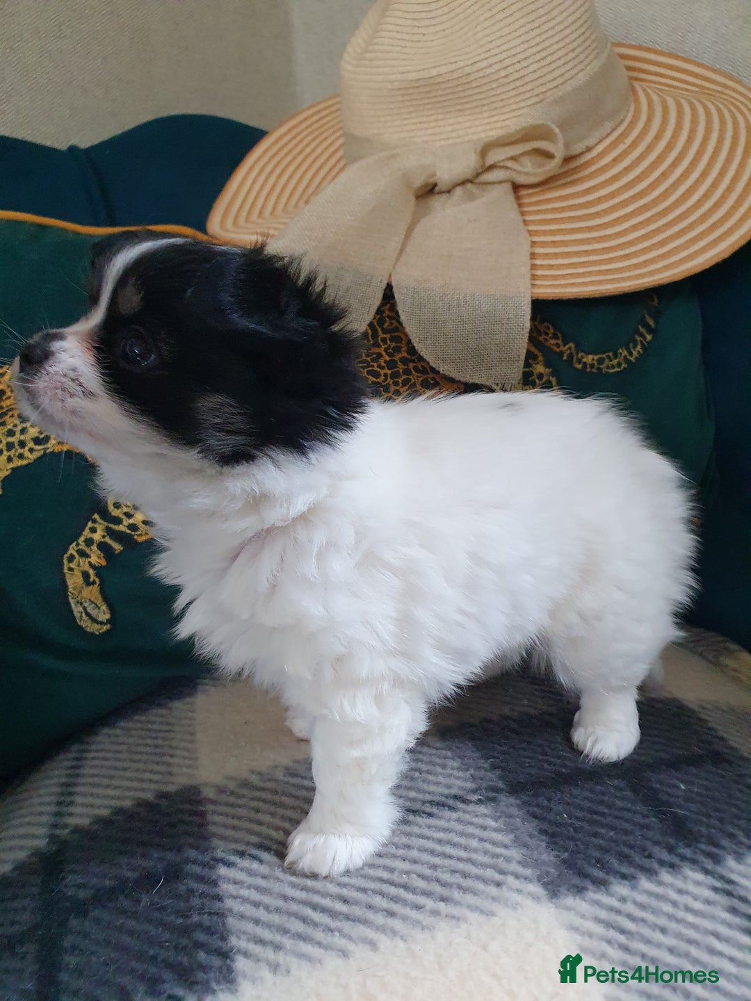 Chihuahua dogs for sale: Longcoat chihuahua  - Image 5