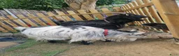 Goats livestock for sale: Pygmy goats  - Advert 3