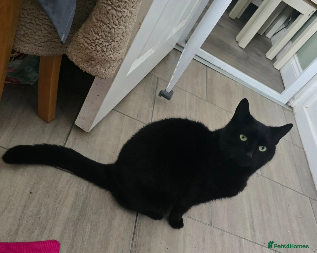 British Longhair cats for sale: 2 brothers looking for homes - Advert 8