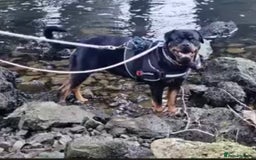 Rottweiler dogs for sale: Rottweiler  - Image 2
