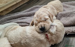 Golden Retriever dogs for sale: 💫💫💫 All puppies are reserved 💫💫💫 in Saint Helens - Image 31