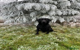 Labrador Retriever dogs for sale: Lovely KC Labrador retrievers  - Image 13
