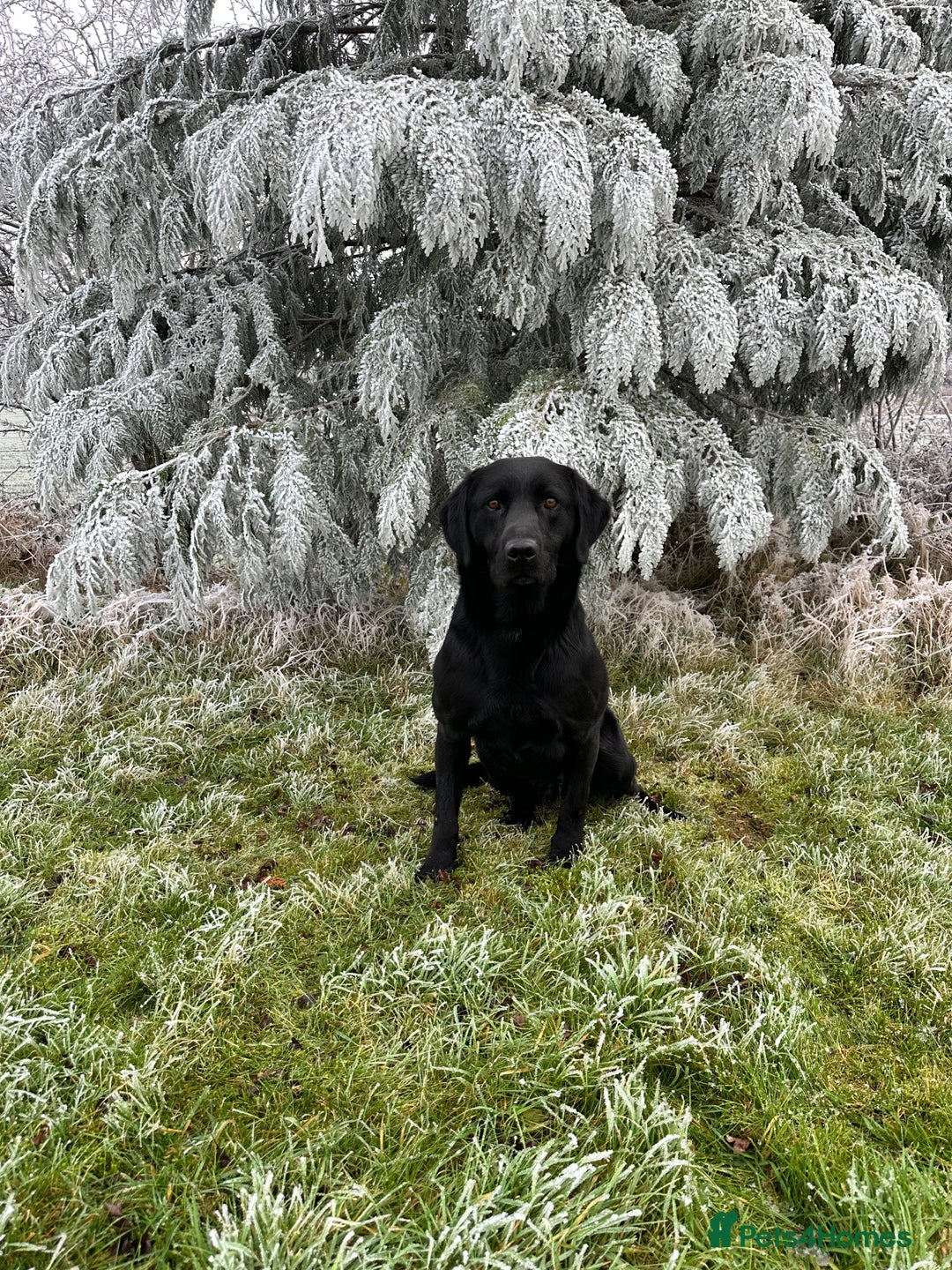 Labrador Retriever dogs for sale: Lovely KC Labrador retrievers  - Image 13