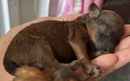 Toy Poodle dogs for sale: Possibly The Cutest Puppies Ever - Image 3