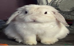 Mini Lop rabbits for sale: Dennis - Image 9