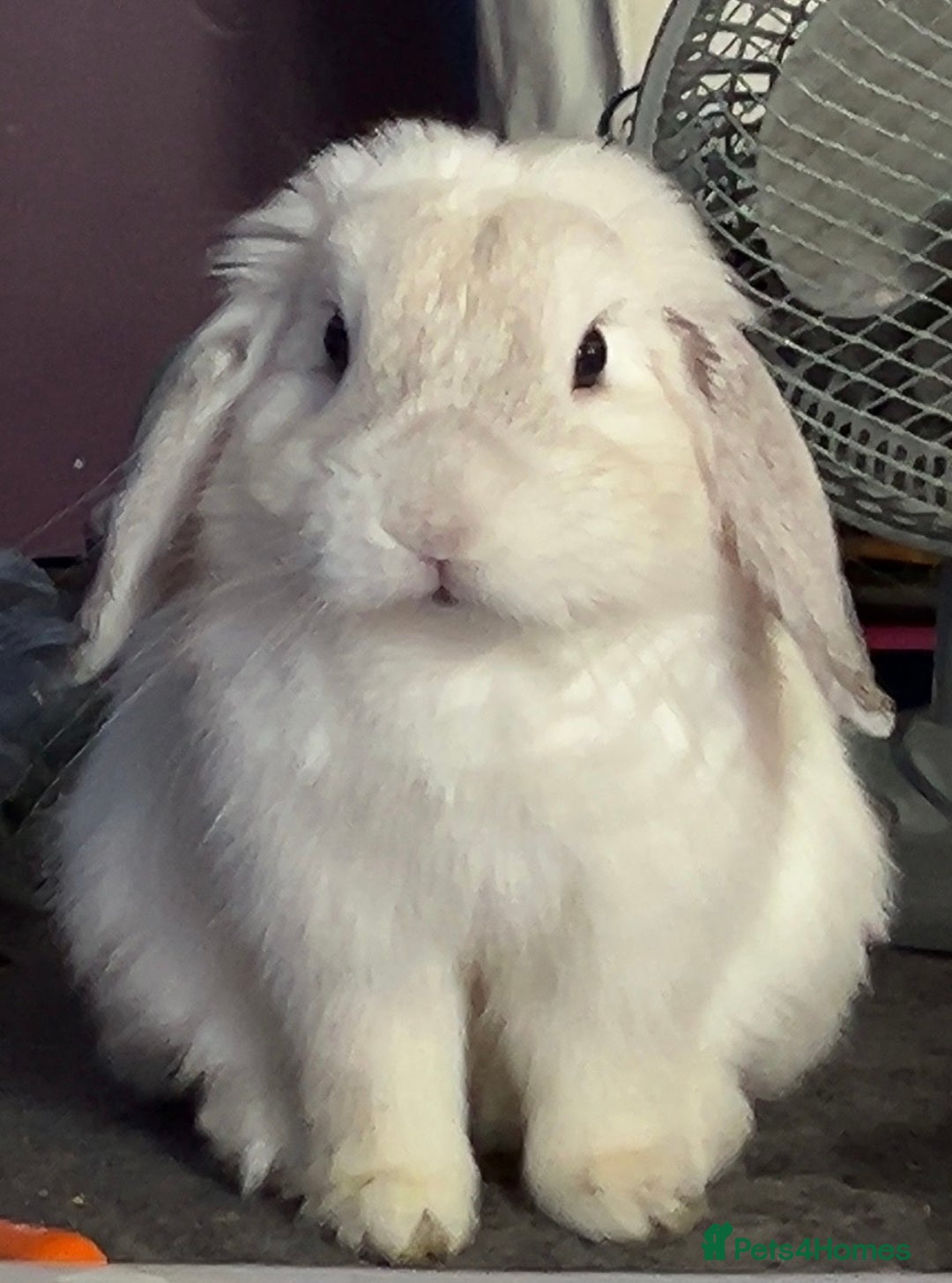 Mini Lop rabbits for sale: Dennis - Image 9