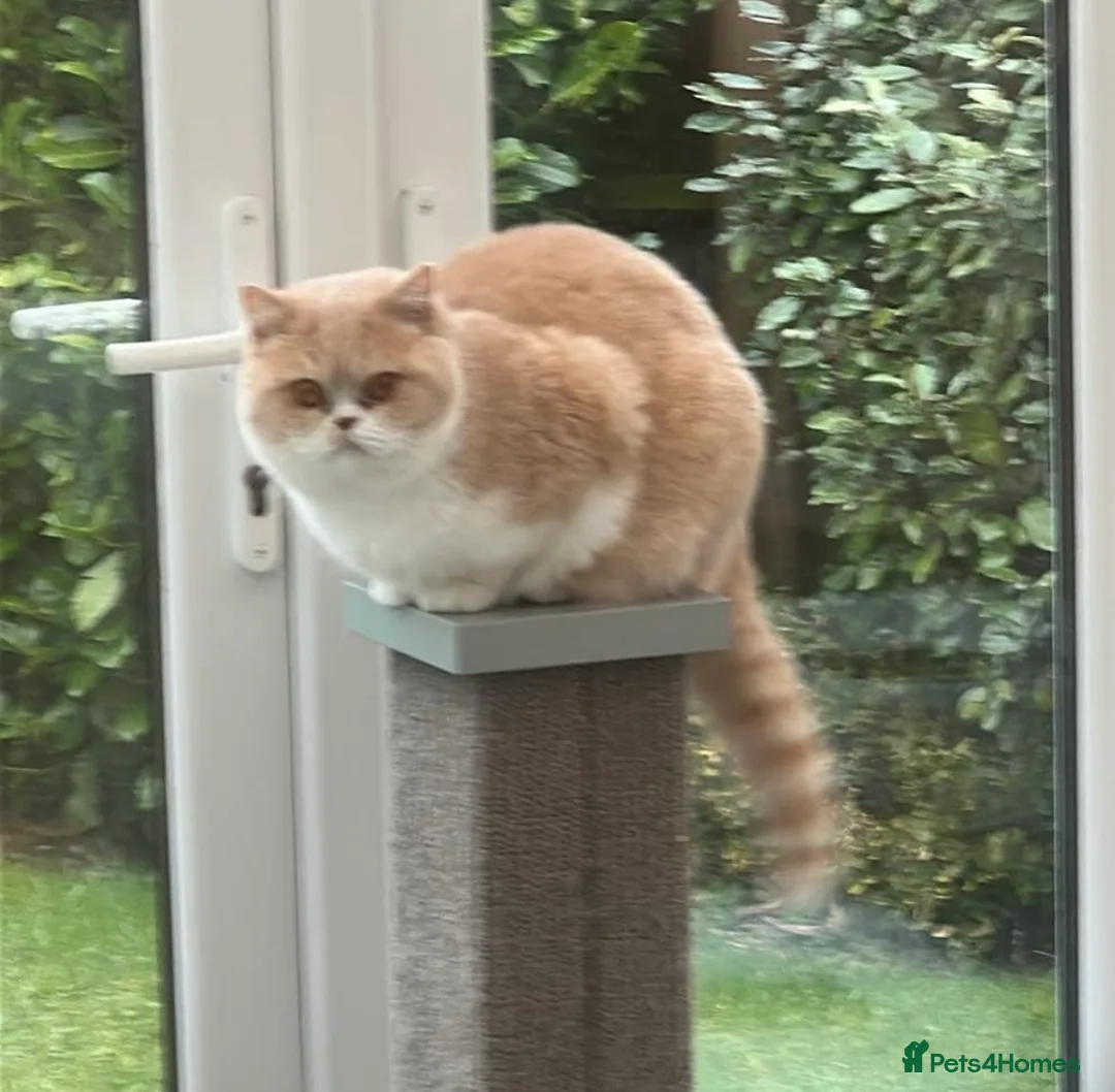 British Shorthair cats for sale: GCCF registered Cream and White BsH Female  - Advert 1