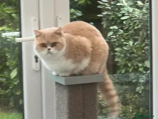 British Shorthair cats GCCF registered Cream and White BsH Female - Advert 1