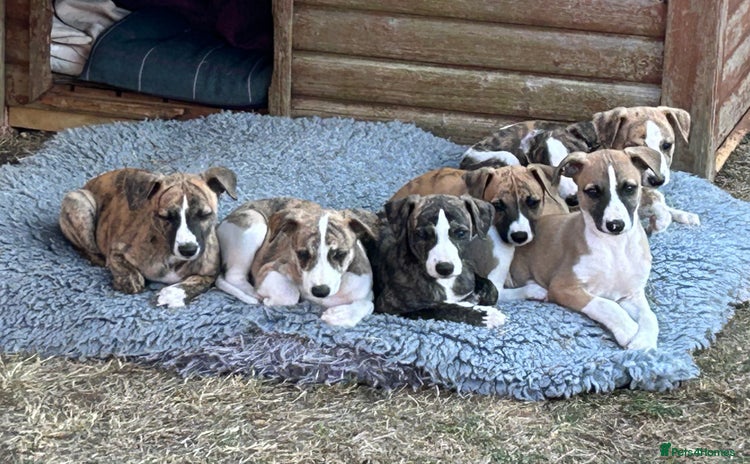 Whippet dogs - Advert 2