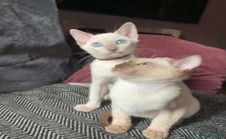 Siamese cats - Advert 5