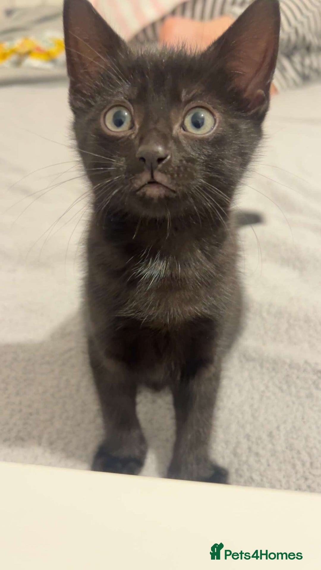 Mixed Breed cats for sale: girl kitten ready to go  - Advert 4