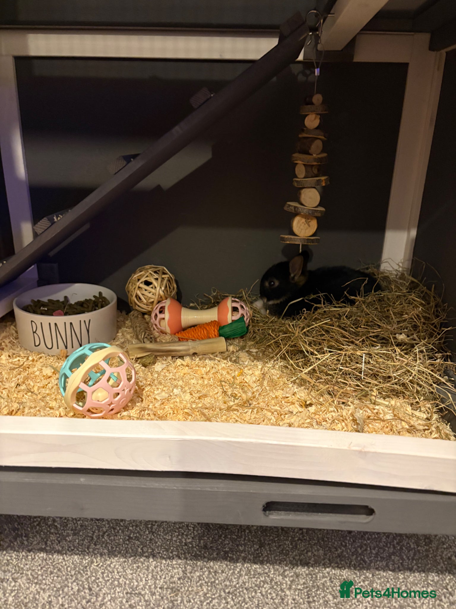 Netherland Dwarf rabbits Neatherland dwarf  - Advert 12