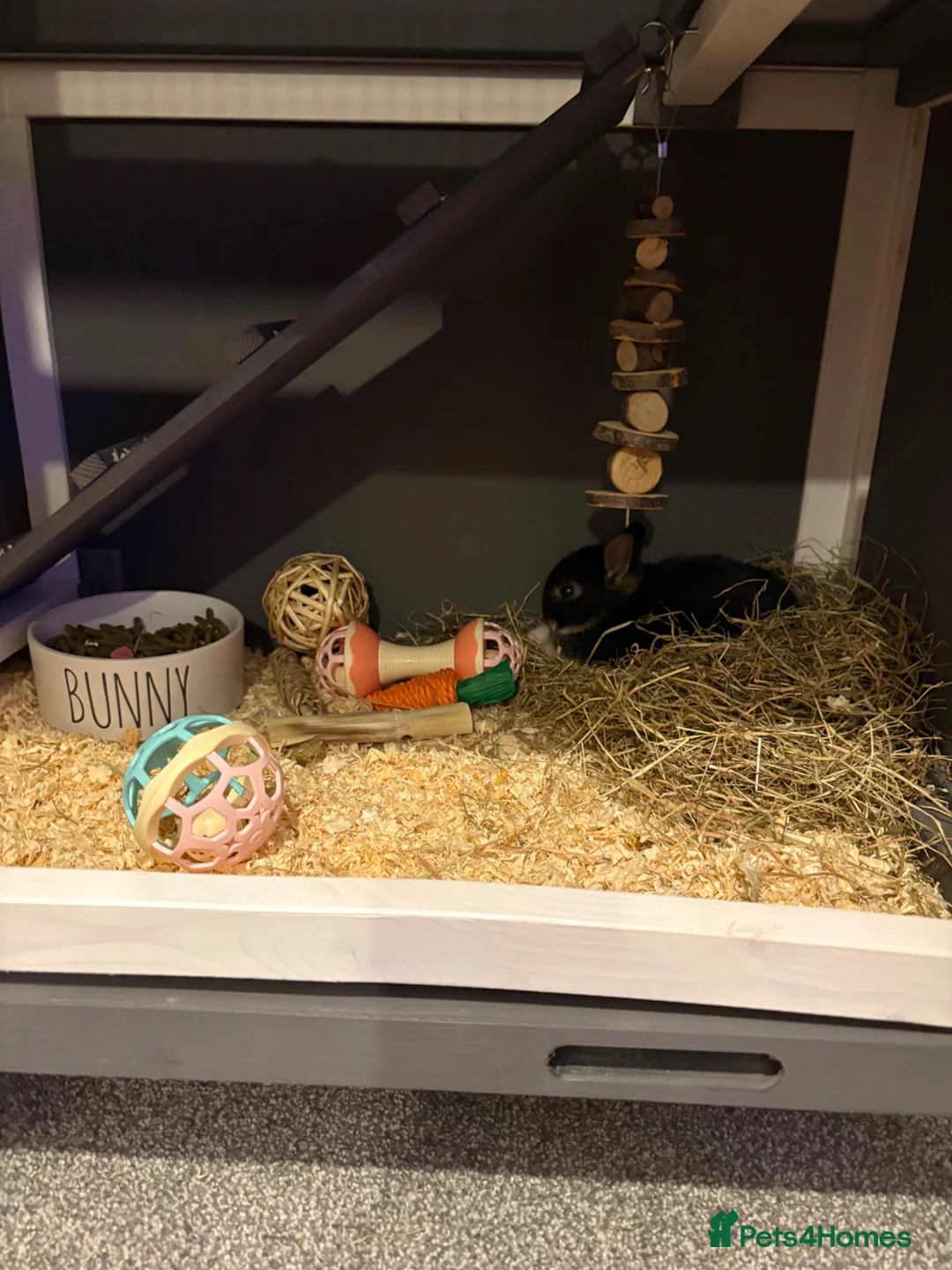 Netherland Dwarf rabbits for sale: Everything needed included  in Leighton Buzzard - Advert 2