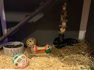 Netherland Dwarf rabbits Neatherland dwarf - Advert 12