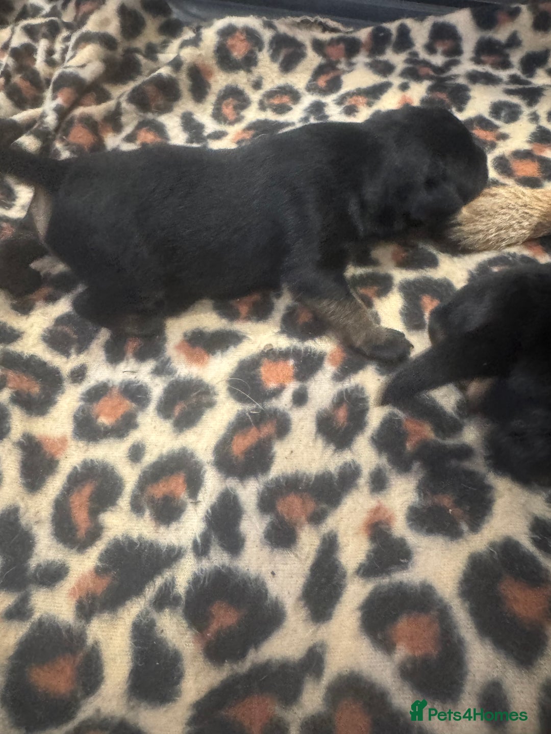 Border Terrier dogs for sale: Beautiful borders  - Image 2
